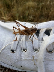 Platycleis intermedia