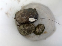 Kinosternon hirtipes