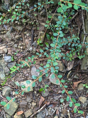 Tipsy-wood (Phyllanthus cochinchinensis)
