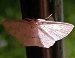 Cyclophora turneri