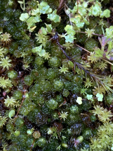 Rosulabryum campylothecium observed 2024-09-28