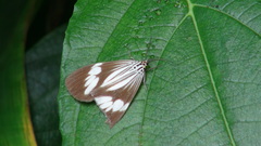 Nyctemera tripunctaria