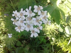 Achillea impatiens
