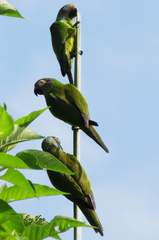 Aratinga weddellii