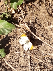 Colotis antevippe gavisa