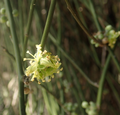 Image of Apophyllum anomalum by (c) Ruth Palsson, some rights reserved (CC BY-SA)