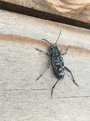 Xylotrechus rusticus