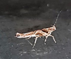 Pyroderces