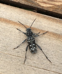 Xylotrechus rusticus