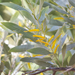 Acacia acradenia - Photo (c) Liana, μερικά δικαιώματα διατηρούνται (CC BY-NC), uploaded by Liana