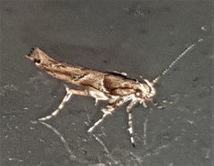 Pyroderces