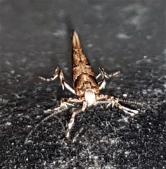 Pyroderces