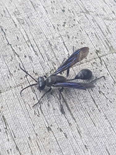 Mexican Grass-carrying Wasp, 6269 BG Margraten, Nederland, photo 8 of 10