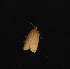 Clepsis clemensiana