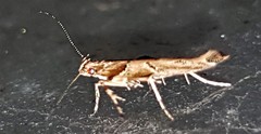 Pyroderces