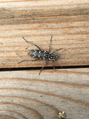 Xylotrechus rusticus