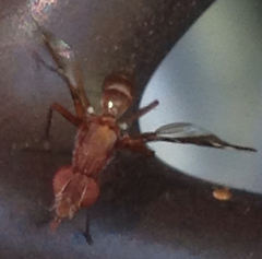 Tritoxa cuneata