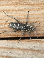 Xylotrechus rusticus