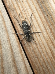 Xylotrechus rusticus