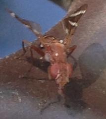 Tritoxa cuneata