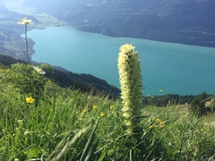 Campanula thyrsoides