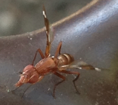 Tritoxa cuneata