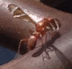 Tritoxa cuneata