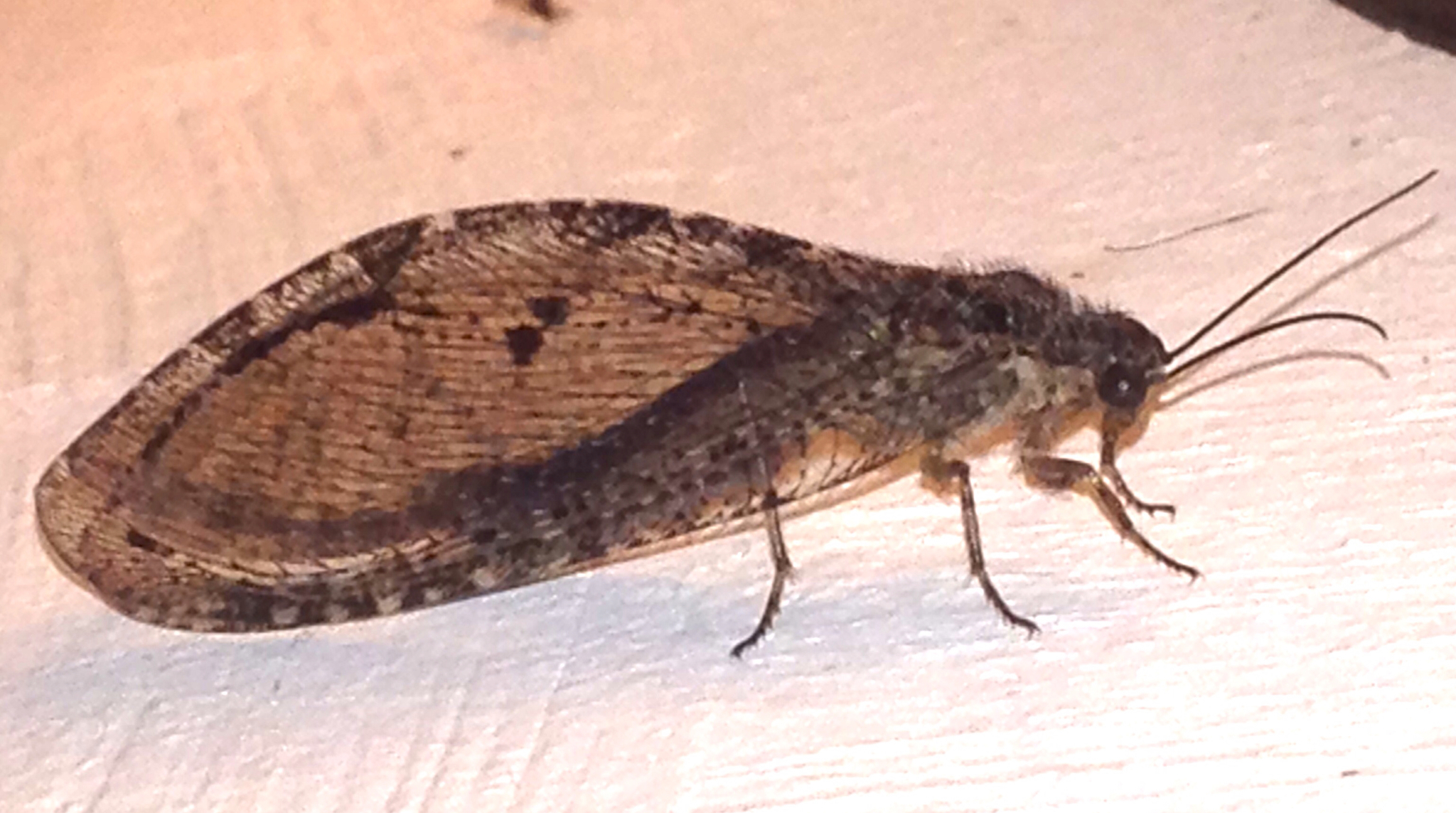 Giant Lacewing - Polystoechotes punctata 