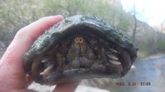 Kinosternon hirtipes