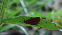 Arctioblepsis rubida