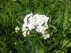Achillea impatiens