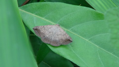 Blasticorhinus rivulosa