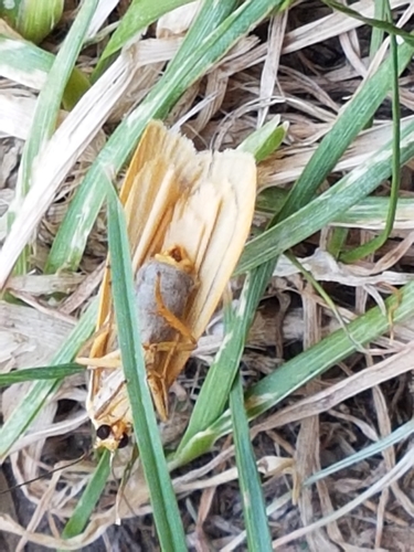 Common Footman