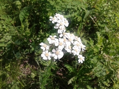 Achillea impatiens