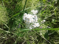 Achillea impatiens