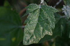 Vitis girdiana