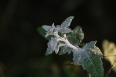 Vitis girdiana