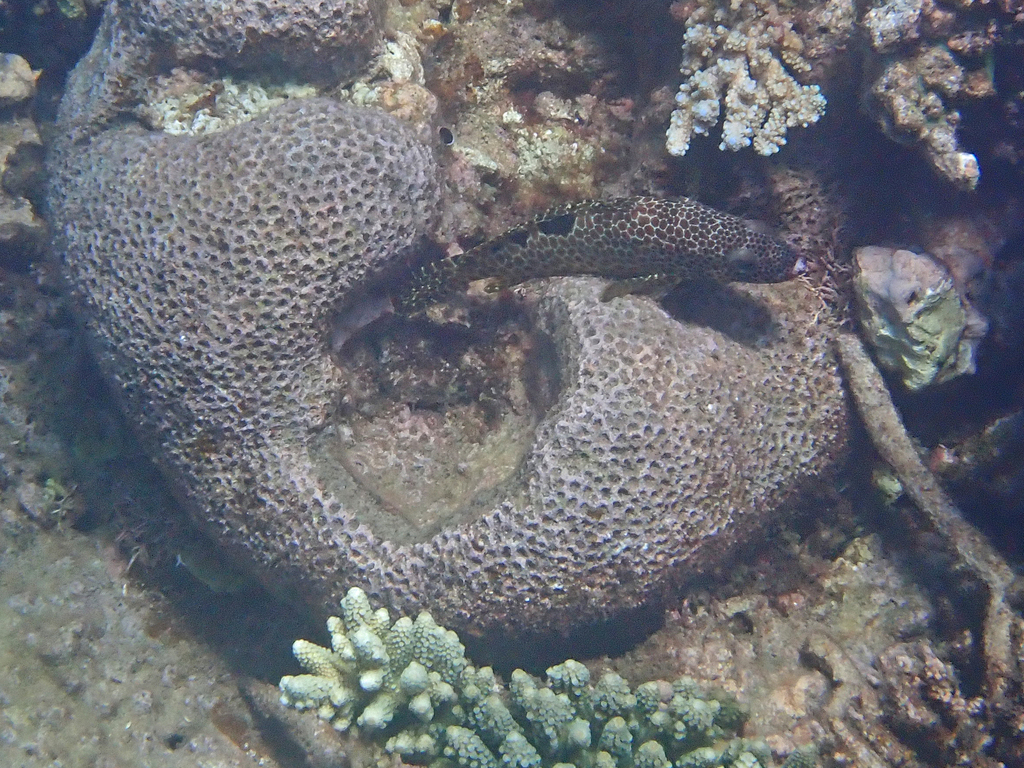 Foursaddle grouper (Epinephelus spilotoceps) — Serranidae