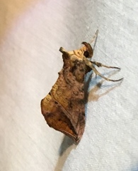 Pseudeva purpurigera