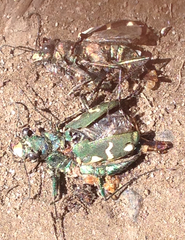 Cicindela longilabris