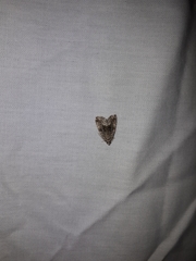 Protodeltote muscosula