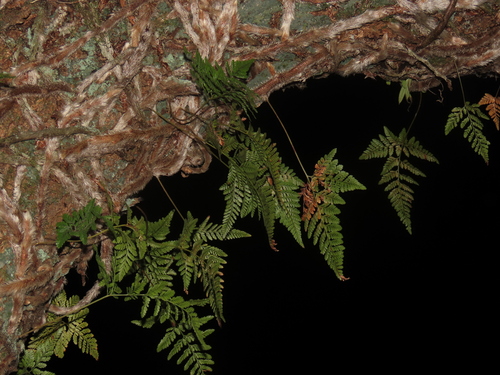 Image of Davallia griffithiana by (c) chiuluan, some rights reserved (CC BY)