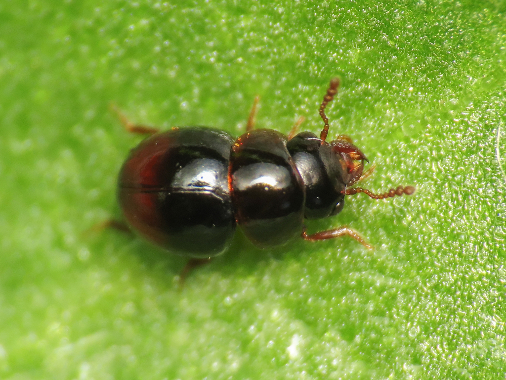 Agathidium haemorrhoum