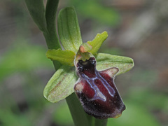 Ophrys mammosa