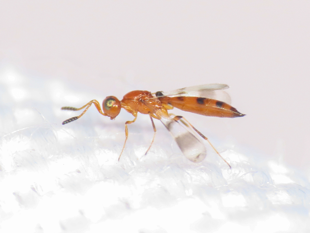 Calotelea elegans