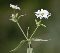 Stellaria radians
