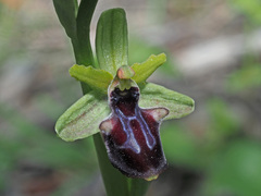 Ophrys mammosa