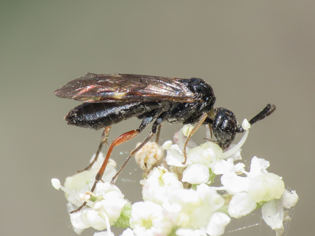 Allantus didymus