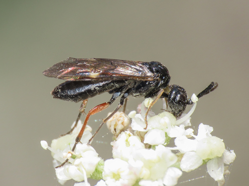 Allantus didymus