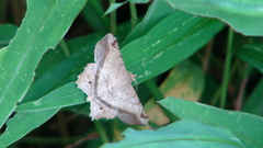 Chiasmia lacriphaga